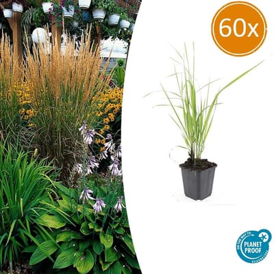 Opvallende Struisriet 60 stuks - Siergrassen buiten 10-25cm | Calamagrostis acut. Karl Foerster