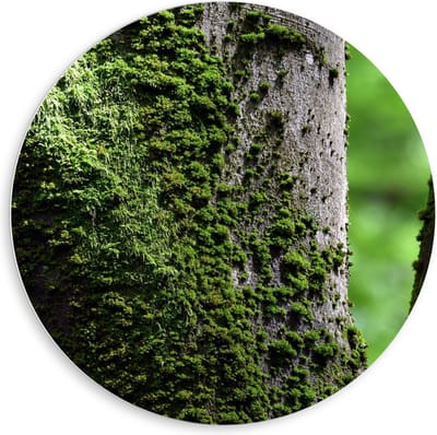 Forex Wandcirkel - Mos op Boom - 80x80cm Foto op Wandcirkel (met ophangsysteem)