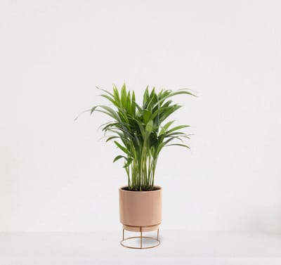 Areca in sierpot Emma Taupe – luchtzuiverende kamerplant – eenvoudig te onderhouden Goudpalm - 35-50cm - Ø13 – geleverd met plantenpot – vers uit de kwekerij