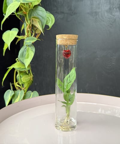 Intenz With Love | Hydroponie | Tubes | plant in glas | Monstera Adansonii