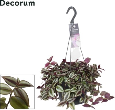 Plantenboetiek.nl | Tradescantia Zebrina Purpusii - Ø 17cm - Hoogte 30cm