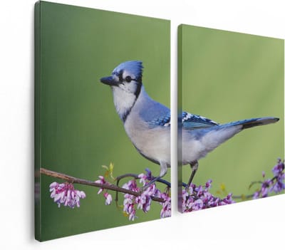 Artaza Canvas Schilderij Tweeluik Blauwe Gaai Vogel Op Een Tak - Kleur - 120x80 - Foto Op Canvas - Canvas Print