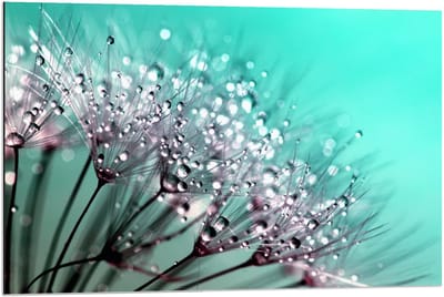 Dibond - Close up Paardenbloem - 90x60cm Foto op Aluminium (Wanddecoratie van metaal)