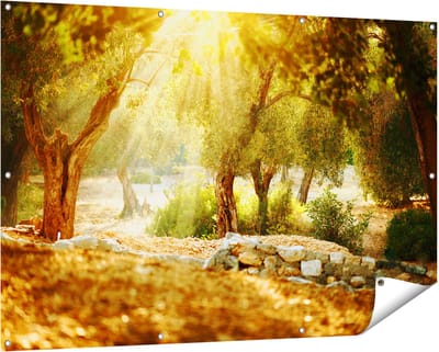 Gards Tuinposter Olijfbomen - Olijfboomgaard - 150x100 cm - Tuindoek - Tuindecoratie - Wanddecoratie buiten - Tuinschilderij