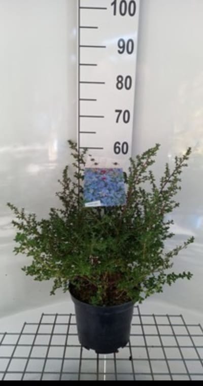 Ceanothus hybr. 'Julia Phelps' - Amerikaanse Sering , Sikkelbloem 40- 50 cm in pot
