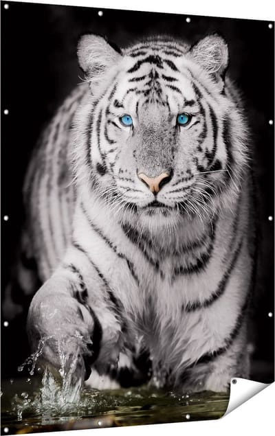 Gards Tuinposter Tijger met Blauwe Ogen - Zwart Wit - 120x160 cm - Tuindoek - Tuindecoratie - Wanddecoratie buiten - Tuinschilderij