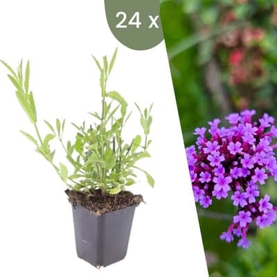 Plants by Frank | 24 Ijzerhard planten | Verbena bonariensis | Winterharde bodembedekker planten | tuinplanten | Winterharde vaste planten meerjarig | Winterharde tuinplanten