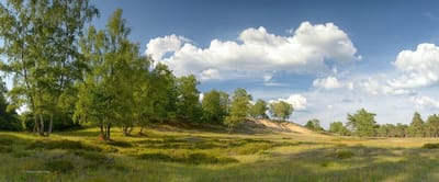 Fotobehang heide op de Veluwe 250 x 260 cm - € 175,--