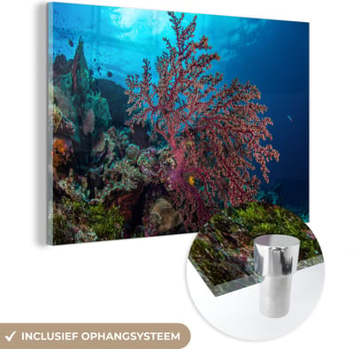 ® Glasschilderij 180x120 cm - Schilderij acrylglas - Close-up van een koraal in het Nationaal park Wakatobi - Foto op glas - Muurdecoratie woonkamer - Wanddecoratie slaapkamer - Schilderijen