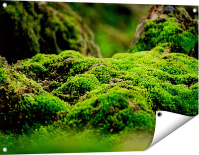 Gards Tuinposter Groen Mos - 90x60 cm - Tuindoek - Tuindecoratie - Wanddecoratie buiten - Tuinschilderij