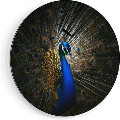 Artaza Dibond Muurcirkel Blauwe Pauw Met Grote Veren - Ø 70 cm - Wandcirkel - Rond Schilderij - Voor Binnen en Buiten