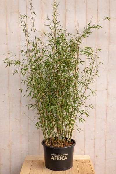 Warentuin natuurlijk - Bamboe Fargesia Violet 150 cm