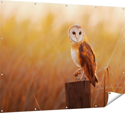 Gards Tuinposter Kerkuil op een Boomstronk - 160x120 cm - Tuindoek - Tuindecoratie - Wanddecoratie buiten - Tuinschilderij
