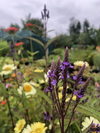6 x Verbena hastata - Ijzerhard - P9 Pot (9 x 9cm) - Dima Vaste Planten