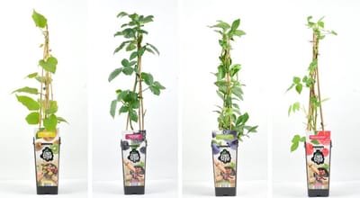 Fruitplanten mix Smoothie - set van 4 fruitplanten: 1 Kiwi, 1 Blauwe bosbes, 1 Rode framboos, en 1 Braam - hoogte 30-40 cm