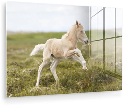 ® Glasschilderij 180x120 cm - Schilderij acrylglas - Wit veulen galoppeert in het groene gras - Foto op glas - Muurdecoratie woonkamer - Wanddecoratie slaapkamer - Schilderijen
