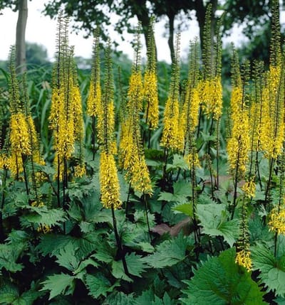 Kruiskruid (Ligularia przewalskii) - Tong - Bijen-Vlinders - Zomerbollen - Voorjaarsbollen - bloeit in Juni / Juli / Augustus