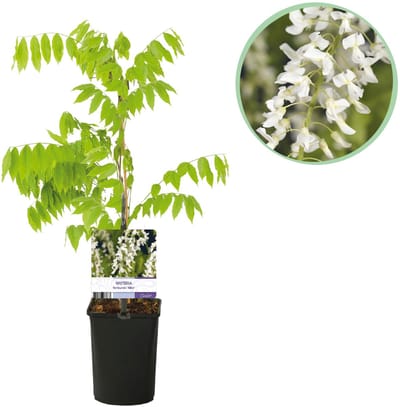 Plantenboetiek.nl | Blauwe regen - Wisteria floribunda Alba - Bloem Wit - Ø10cm - 30-40cm hoog - Tuinplant