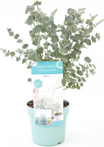 Eucalyptus gunnii Azura (SKEUCA17AZU)
