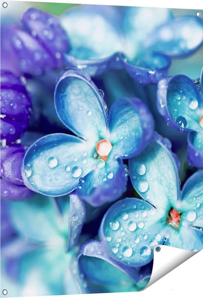 Gards Tuinposter Blauwe Lila Bloemen - Seringen - 80x100 cm - Tuindoek - Tuindecoratie - Wanddecoratie buiten - Tuinschilderij