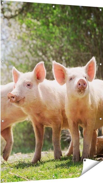 Gards Tuinposter Groep Jonge Varkens - 100x150 cm - Tuindoek - Tuindecoratie - Wanddecoratie buiten - Tuinschilderij