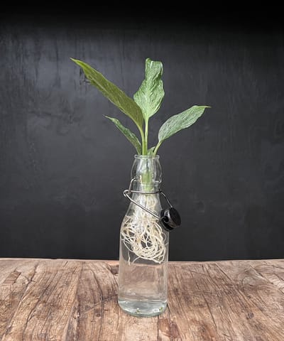 Lofe Ann transparant | Hydroponie | Zwarte dop en Spathiphyllum stek