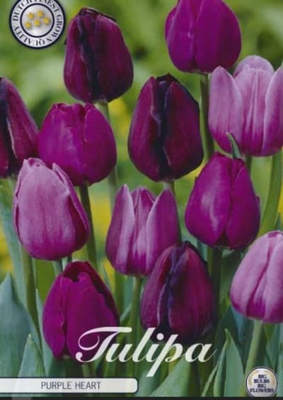 Purple Heart Garden Tulpenbollen 10 stuks bolmaat 12+