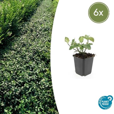 Trendyplants - Euonymus fort. 'Dart's Blanket' - 6 stuks - Kardinaalshoed - Winterhard - Hoogte 10-30 cm - Potmaat Ø9 cm