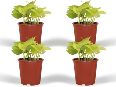 Plantenboetiek.nl | Epipremnum Golden Pothos - Scindapsus - Ø12cm - 15cm hoog - Kamerplant - Groenblijvend