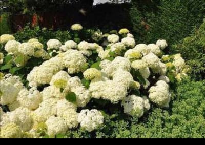 Hydrangea arb. 'Annabelle' - Annabelle, Sneeuwbal Hortensia 20- 30 cm in pot