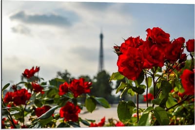 Dibond - Rode Bloemen met Eiffeltoren op Achtergrond - 90x60cm Foto op Aluminium (Wanddecoratie van metaal)