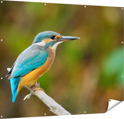 Gards Tuinposter Blauwe IJsvogel op een Tak - 150x120 cm - Tuindoek - Tuindecoratie - Wanddecoratie buiten - Tuinschilderij