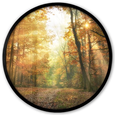 Poster in lijst Rond - Fotolijst 40x40 cm - Posters - Bos - Herfst - Zon - Landschap - Natuur - Bomen - Bladeren - Ronde posterlijst zwart - Decoratie - Wanddecoratie woonkamer - Muurdecoratie slaapkamer