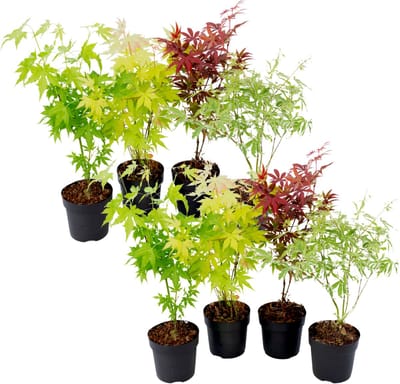 Plant in a Box - Japanse Esdoorn bomen winterhard - Set van 8 - Acer palmatum 'Atropurpureum', 'Going Green', 'Orange Dream', 'Butterfly' - Pot 10,5cm - Hoogte 25-40cm