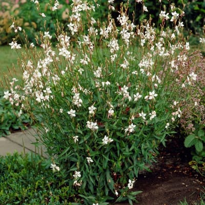 6 x Prachtkaars Whirling Butterflies Wit|Roze - Winterharde Bloeiende Vaste Plant - Gaura lindheimeri 'Whirling Butterflies' in 9x9cm pot met hoogte 5-10cm