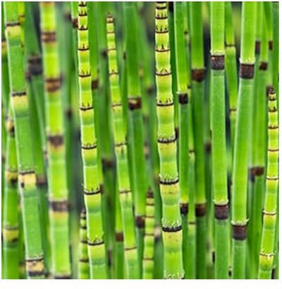 Moerings Equisetum Japonica | Japanse Holpijp | In 9CM pot