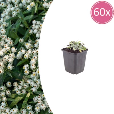 Tuinplantenshop.com | Anaphalis triplinervis | 60 stuks - Ø9cm - 10-25cm hoog - Tuinplant