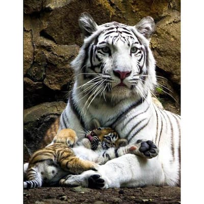 Peinture au diamant Famille de tigres Foret rond complet Broderie au diamant Animal Point de croix 20X30CM gray