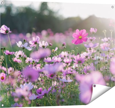 Gards Tuinposter Bloemenveld met Paarse Kosmos - 100x80 cm - Tuindoek - Tuindecoratie - Wanddecoratie buiten - Tuinschilderij