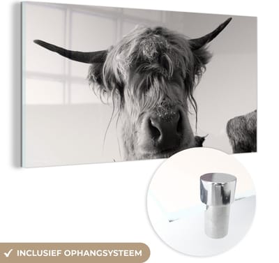 MuchoWow® Glasschilderij 40x20 cm - Schilderij acrylglas - Schotse Hooglander - Zwart - Wit - Dieren - Foto op glas - Schilderijen