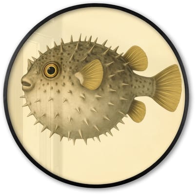 Poster in lijst Rond - Fotolijst 60x60 cm - Posters - Stekels - Vis - Opgeblazen - Bruin - Ronde posterlijst zwart - Decoratie - Wanddecoratie woonkamer - Muurdecoratie slaapkamer