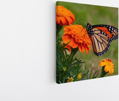Saammp Canvas Schilderij -Vlinder op oranje bloem - Dieren - 20x20 - Foto op canvas - Wanddecoratie - muurdecoratie Woonkamer - Slaapkamer decoratie - Canvas Print