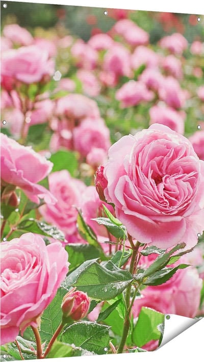Gards Tuinposter Roze Rozen Bloemenveld - 100x150 cm - Tuindoek - Tuindecoratie - Wanddecoratie buiten - Tuinschilderij