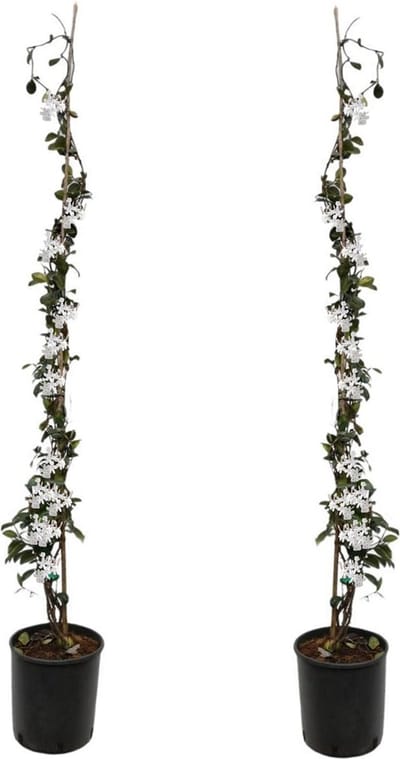 Plant in a Box - Trachelospermum jasminoides - Set van 2 Jasmijn XL - Winterharde klimplant - Pot 17cm - Hoogte 110-120cm