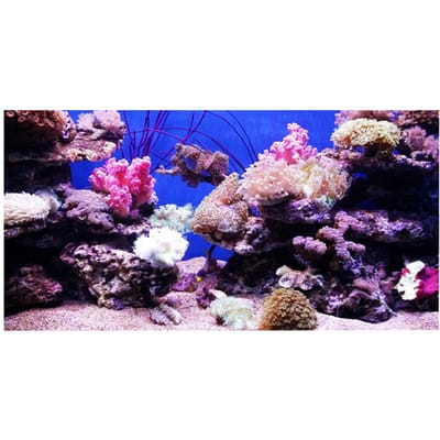 3D Effect Zelfklevend Koraal Zeewereld Poster voor Aquarium Vissen Decoratie 61 x 30cm