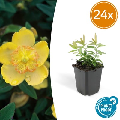 Tuinplantenshop.com | Hypericum calycinum | 24 stuks - Ø9cm - 10-25cm hoog - Tuinplant