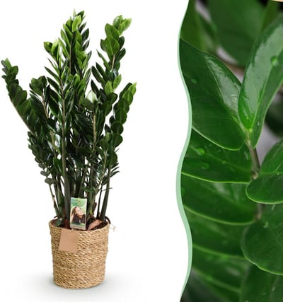 Plantenboetiek.nl | Green is... Zamioculcas - ZZ-plant - Weinig onderhoud - met mand - Groen - Ø21cm - 80-90cm hoog - Kamerplant - Groenblijvend