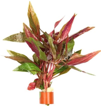 Moerings Alternanthera Rosaefolia | Rood Papegaaienblad | in Terracotta Ring