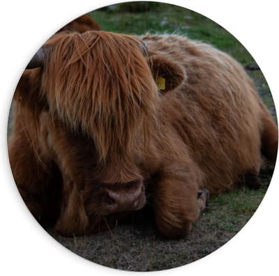 Forex Wandcirkel - Liggende Schotse Hooglander Koe - 90x90cm Foto op Wandcirkel (met ophangsysteem)