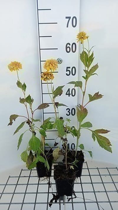6x Zonnehoed - Rudbeckia lac. 'Goldquelle' | 9x9 cm pot